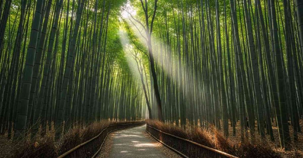 Kyoto Arashiyama bamboo forest pathway Japan travel
