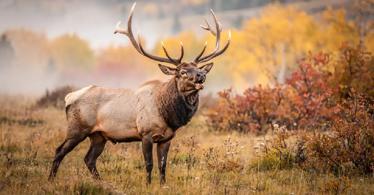 Bull elk bugling in an autumn meadow during rut season at Rocky Mountain National Park Colorado