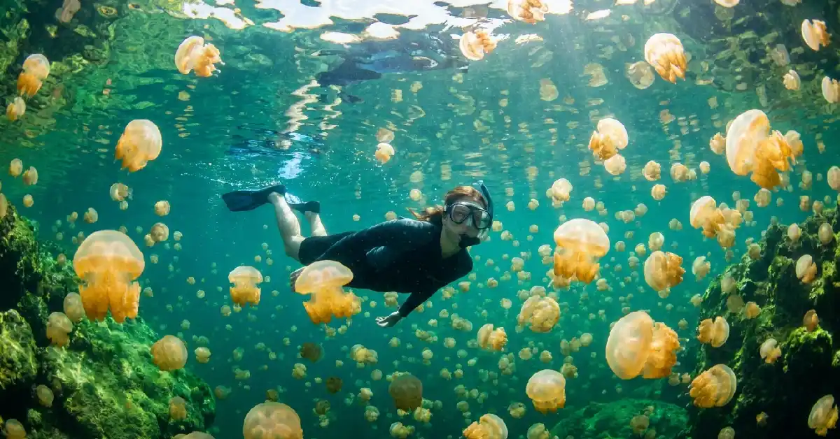 Snorkeler among golden jellyfish in Jellyfish Lake, Palau Rock Islands – one of the top hidden gems in oceania islands travel guide