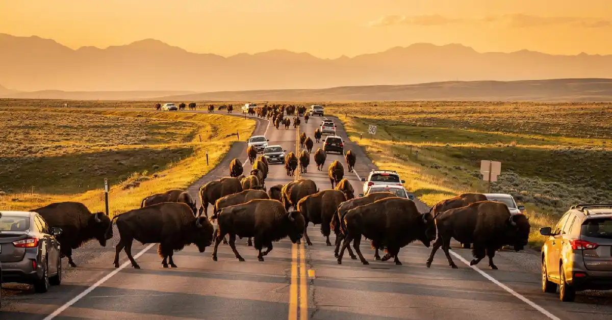 things to do in wyoming bison herd crossing road yellowstone national park wildlife